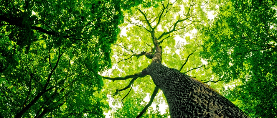 Schreinerei Hagen Schneider