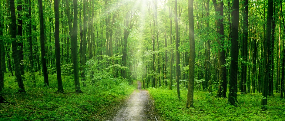 Schreinerei Hagen Schneider